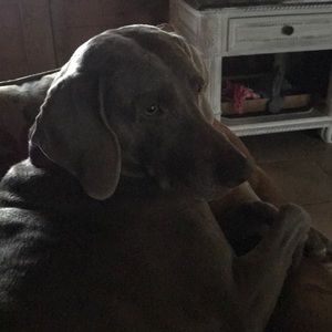 Meet your Posher, Ginger